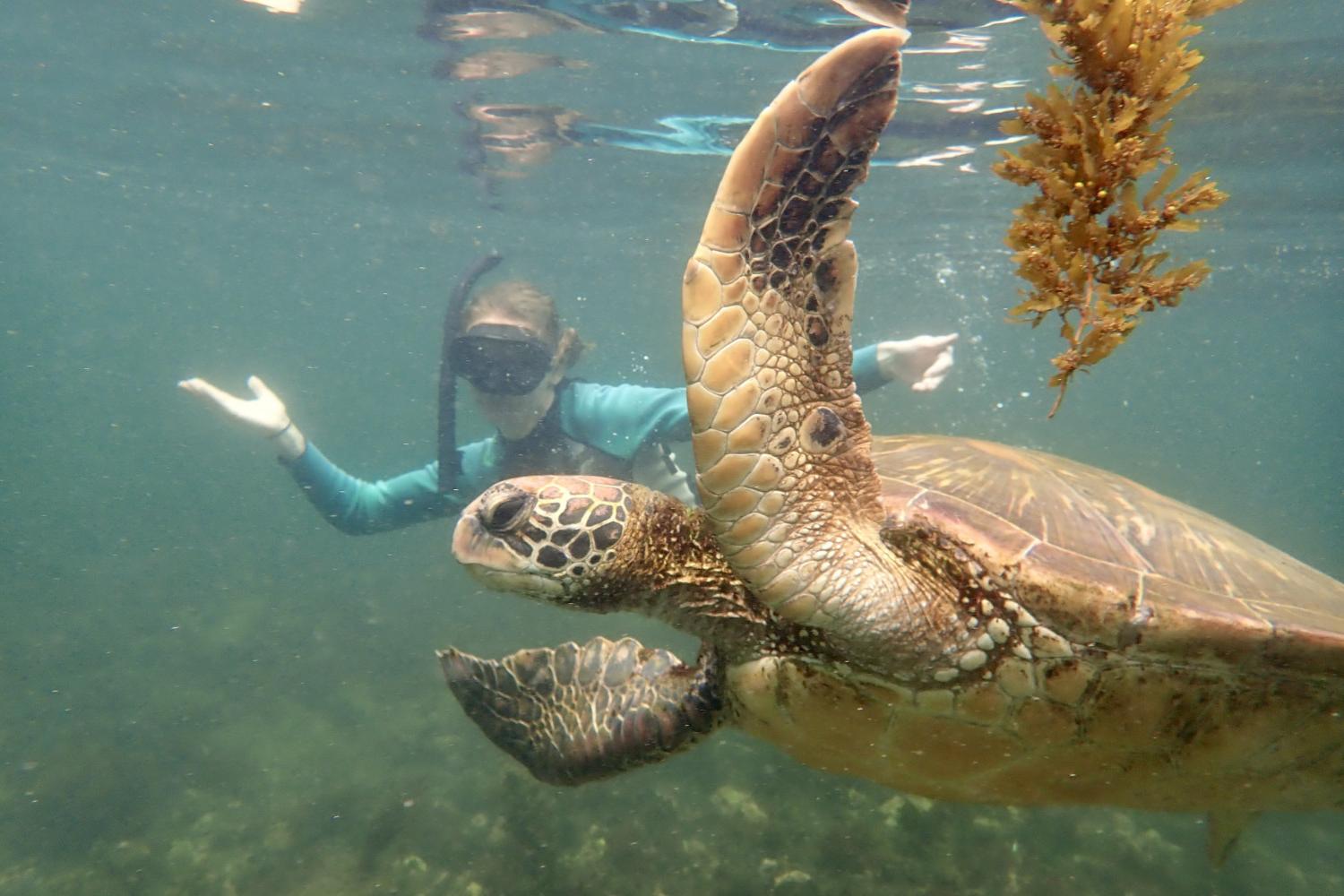 一名<a href='http://sfs.0595idc.net'>bv伟德ios下载</a>学生在Galápagos群岛游学途中与一只巨龟游泳.